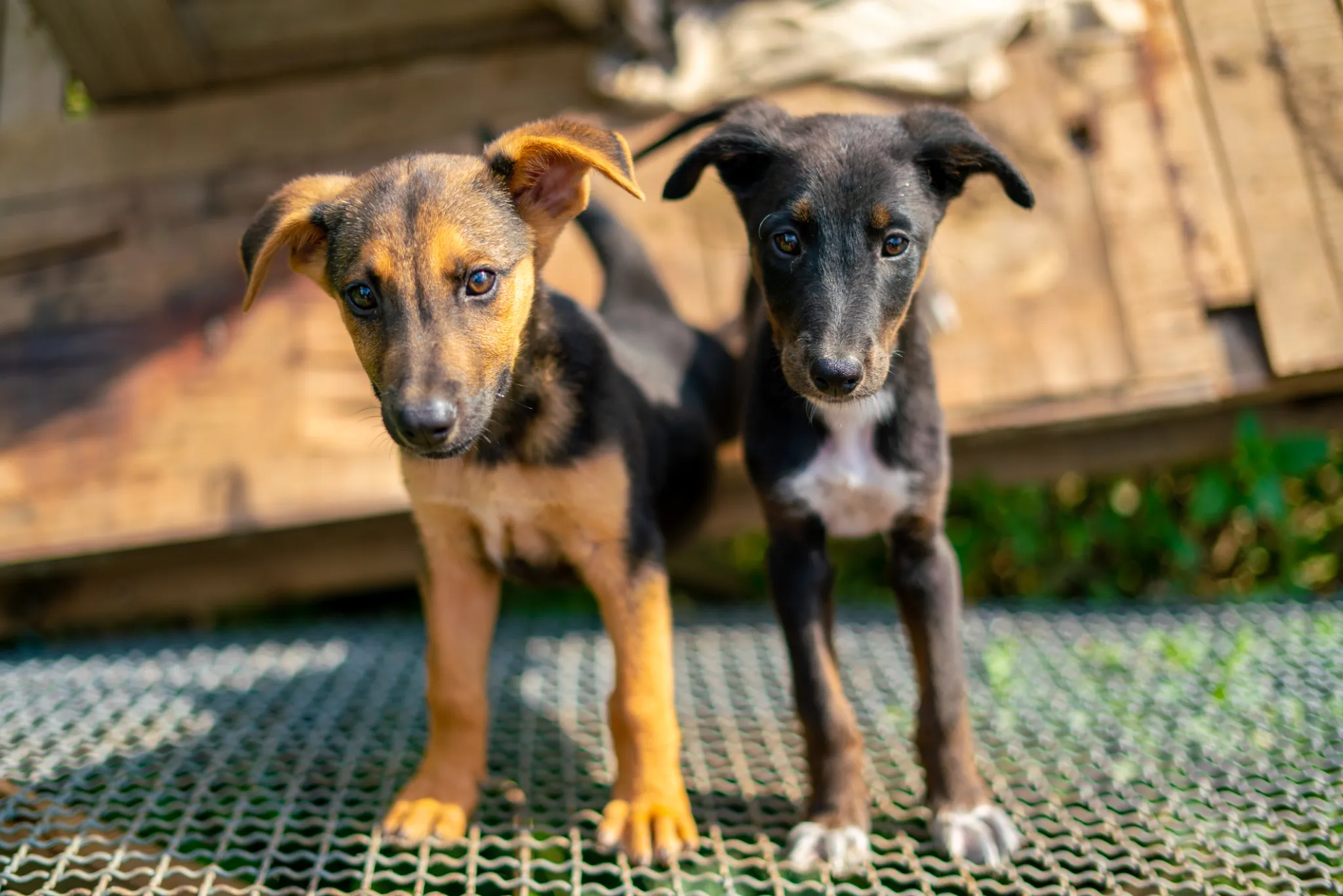 Hundezucht und Welpen