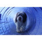 Preview: Hundesport Tunnel 5M mit Tragetasche