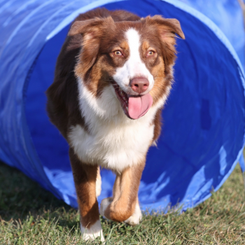 Hundesport Tunnel 5M mit Tragetasche