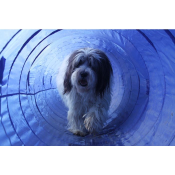 Hundesport Tunnel 5M mit Tragetasche