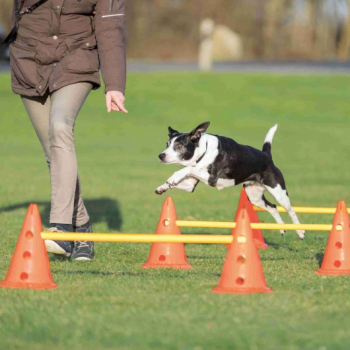 Agility Hindernis Pylonen 3er Set