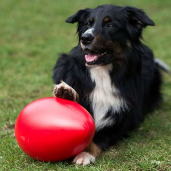 Hundespielei - Hundetreibball