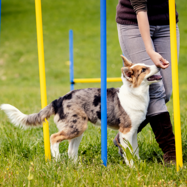 Agility-Hundetraining-Slalomstangen - 6 Stangen