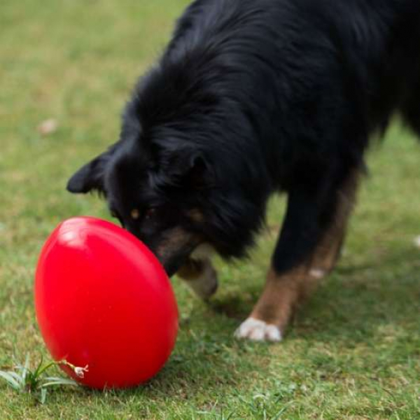 Hundespielei - Hundetreibball