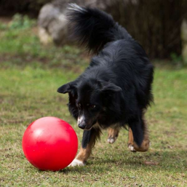 Hundetreibball Anfänger - versch. Farben